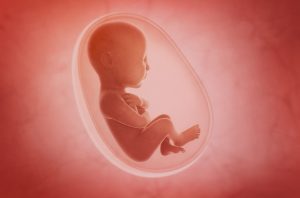 غذا برای افزایش هوش جنین - تو بارداری برای باهوش شدن جنین پسر پی بخورم؟