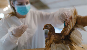 واکسن پرندگان آبله مرغان