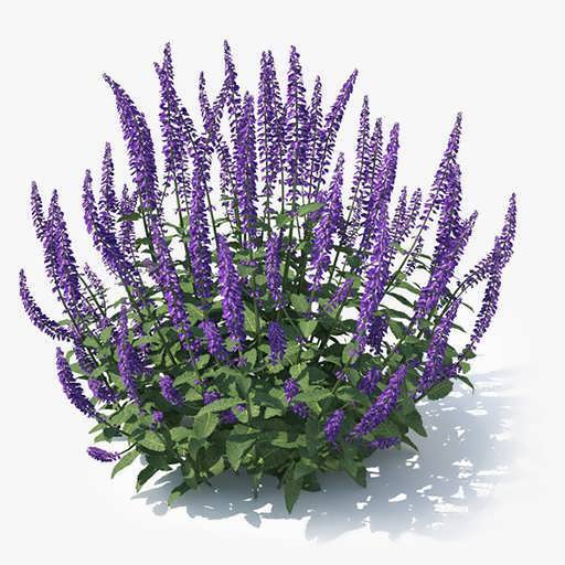 گل برای افزایش انرژی مثبت